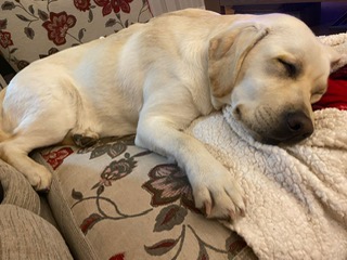 Labrador puppies clearance for rehoming