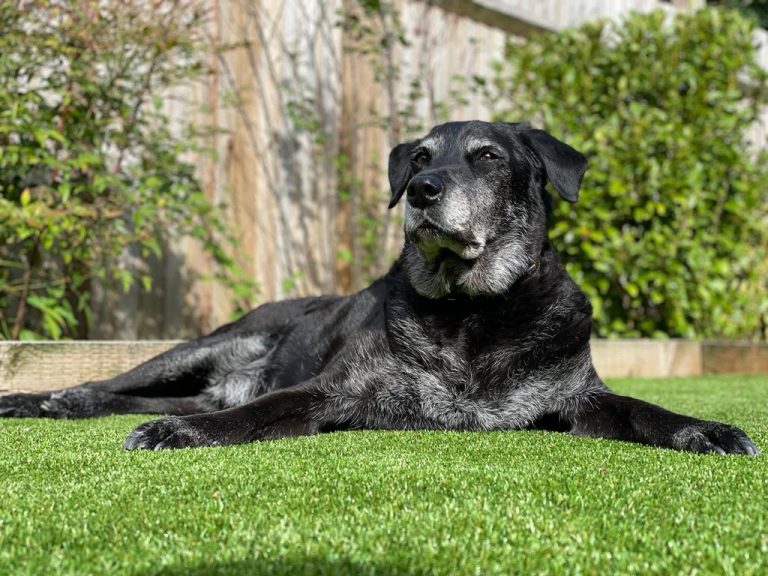 Home - Labrador Rescue South East & Central